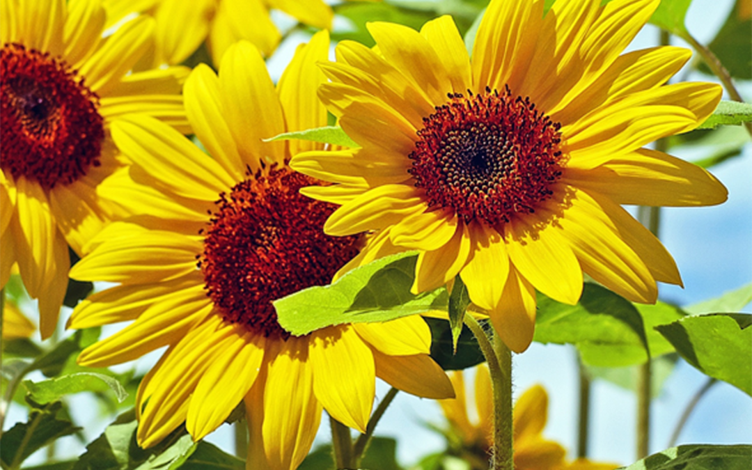 Sunflowers, Sun Gods, and Tarot